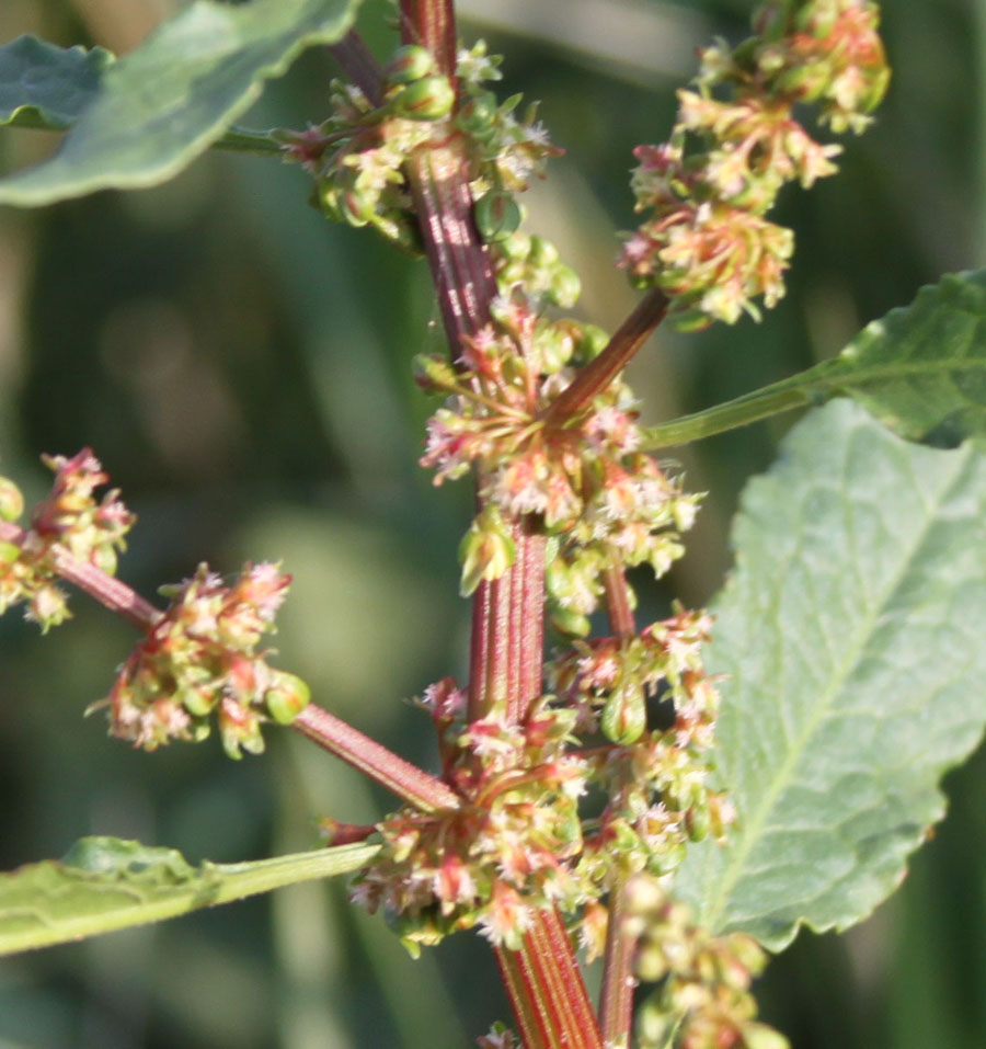 Rumex cfr. obtusifolius
